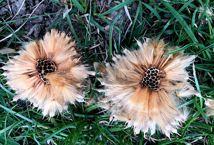 SeedPodsfromTreeatLakesideParkNelsonBC